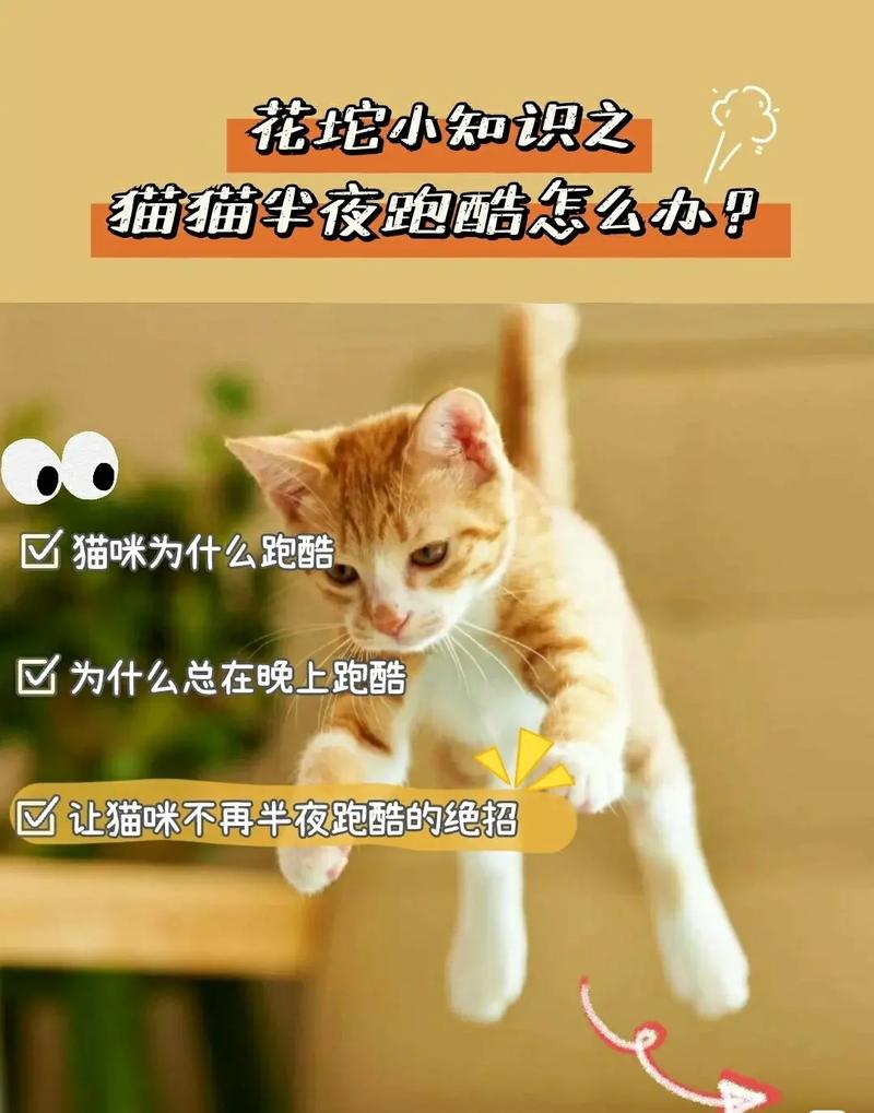 如何让猫咪快速睡觉,怎样让猫快速睡觉??-第6张图片-后鲨宠物 如何让猫咪快速睡觉,怎样让猫快速睡觉??-第6张图片-后鲨宠物