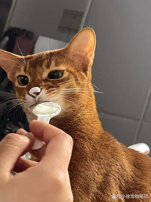  猫咪咕噜咕噜的，猫咪咕噜咕噜的喉咙里像有痰一样-第2张图片-后鲨宠物