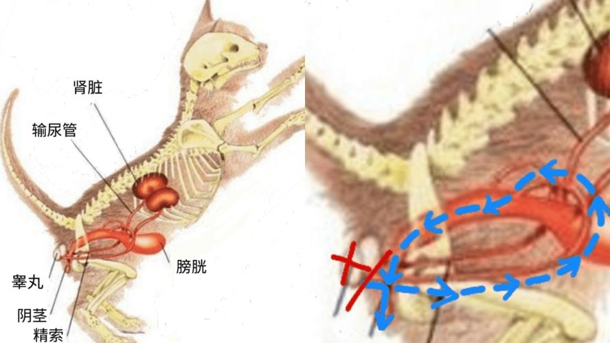 猫咪割蛋蛋多少钱,小猫咪割蛋蛋多少钱?-第4张图片-后鲨宠物 猫咪割蛋蛋多少钱,小猫咪割蛋蛋多少钱?-第4张图片-后鲨宠物