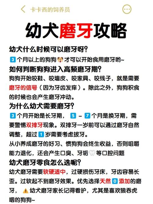 狗狗磨牙怎么办,狗狗磨牙期表现-第5张图片-后鲨宠物 狗狗磨牙怎么办,狗狗磨牙期表现-第5张图片-后鲨宠物
