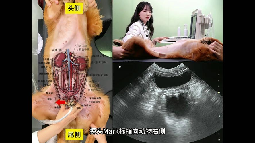 狗狗肚子在哪里,狗狗肚子在哪个位置结构图?-第1张图片-后鲨宠物 狗狗肚子在哪里,狗狗肚子在哪个位置结构图?-第1张图片-后鲨宠物