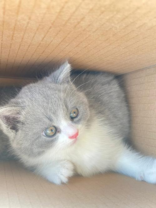 50天的猫咪吃什么,五十多天的猫吃什么-第1张图片-后鲨宠物 50天的猫咪吃什么,五十多天的猫吃什么-第1张图片-后鲨宠物