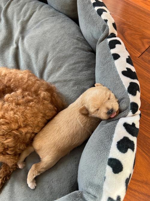 狗狗多长时间睁眼睛_狗狗大概多长时间睁眼-第1张图片-后鲨宠物 狗狗多长时间睁眼睛_狗狗大概多长时间睁眼-第1张图片-后鲨宠物