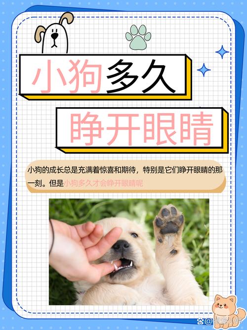 狗狗多长时间睁眼睛_狗狗大概多长时间睁眼-第2张图片-后鲨宠物 狗狗多长时间睁眼睛_狗狗大概多长时间睁眼-第2张图片-后鲨宠物