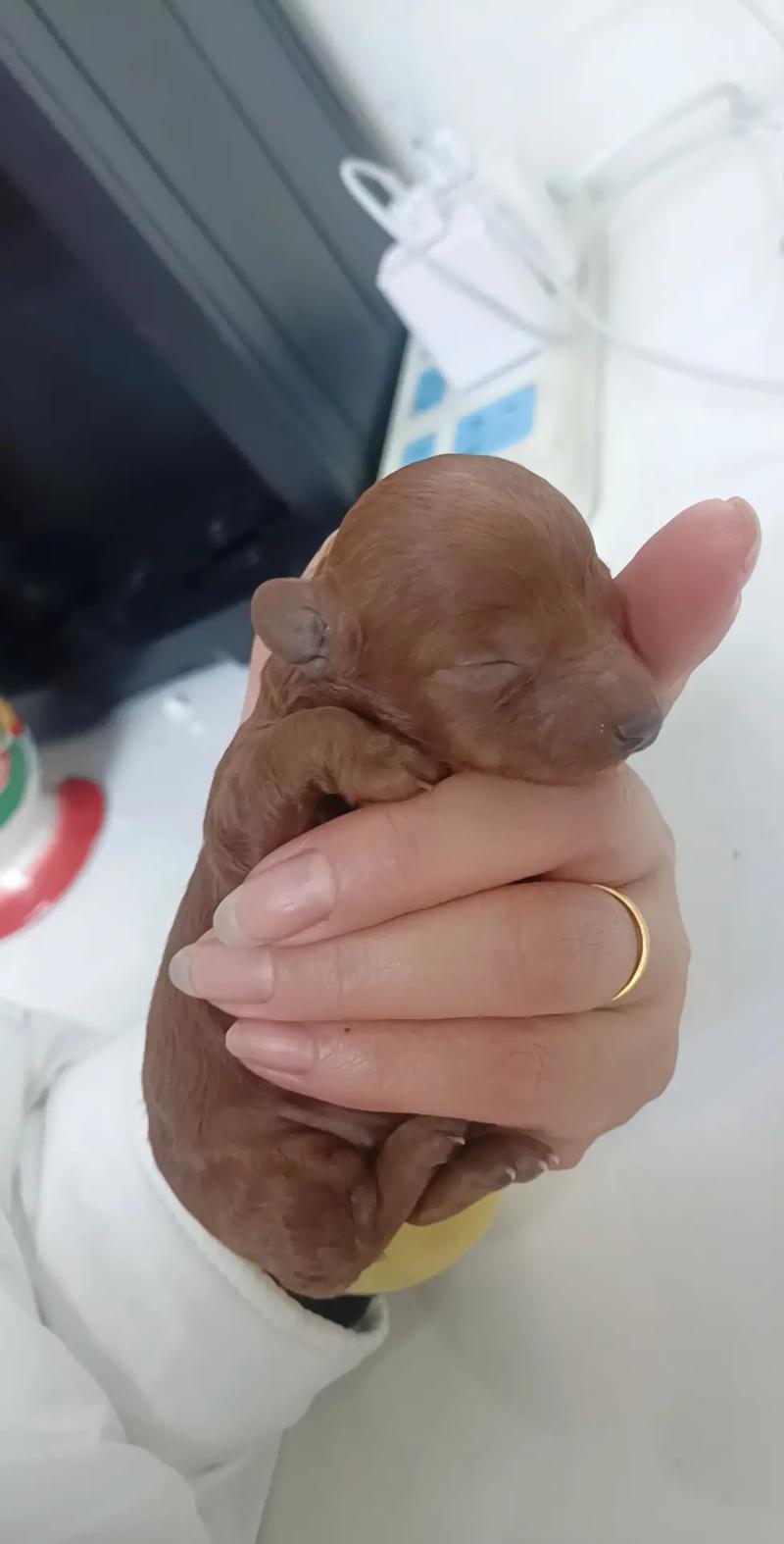 狗狗多长时间睁眼睛_狗狗大概多长时间睁眼-第4张图片-后鲨宠物 狗狗多长时间睁眼睛_狗狗大概多长时间睁眼-第4张图片-后鲨宠物