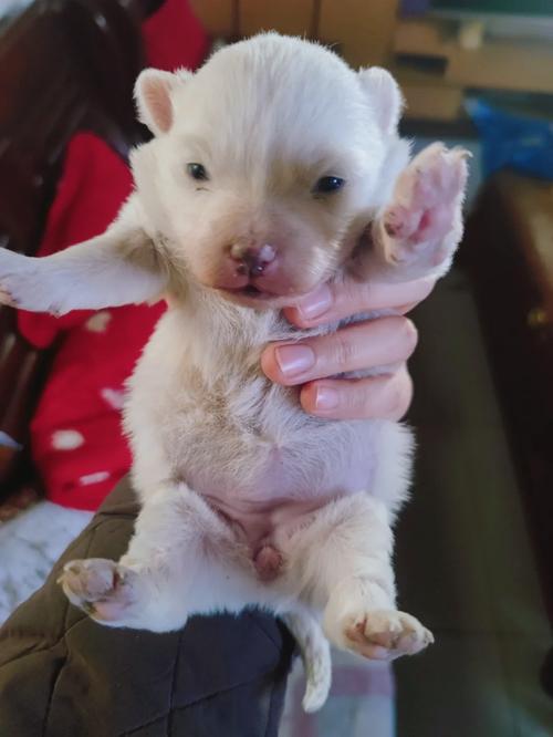 狗狗多长时间睁眼睛_狗狗大概多长时间睁眼-第5张图片-后鲨宠物 狗狗多长时间睁眼睛_狗狗大概多长时间睁眼-第5张图片-后鲨宠物