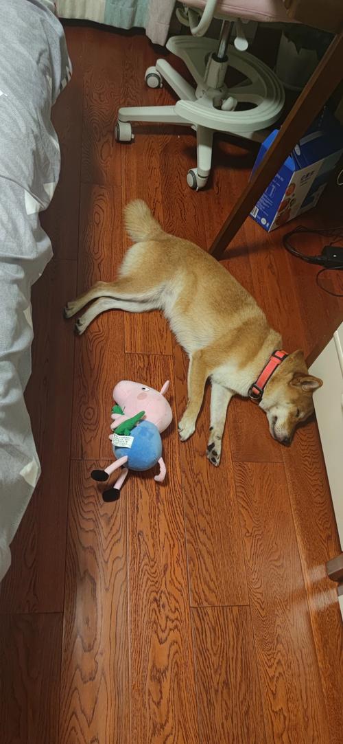 狗狗打血清有副作用吗,狗狗打的血清是治啥的?-第4张图片-后鲨宠物 狗狗打血清有副作用吗,狗狗打的血清是治啥的?-第4张图片-后鲨宠物