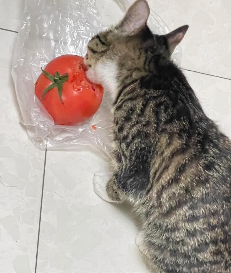 猫咪可以吃西红柿吗_猫咪可以吃西红柿吗熟的-第2张图片-后鲨宠物 猫咪可以吃西红柿吗_猫咪可以吃西红柿吗熟的-第2张图片-后鲨宠物