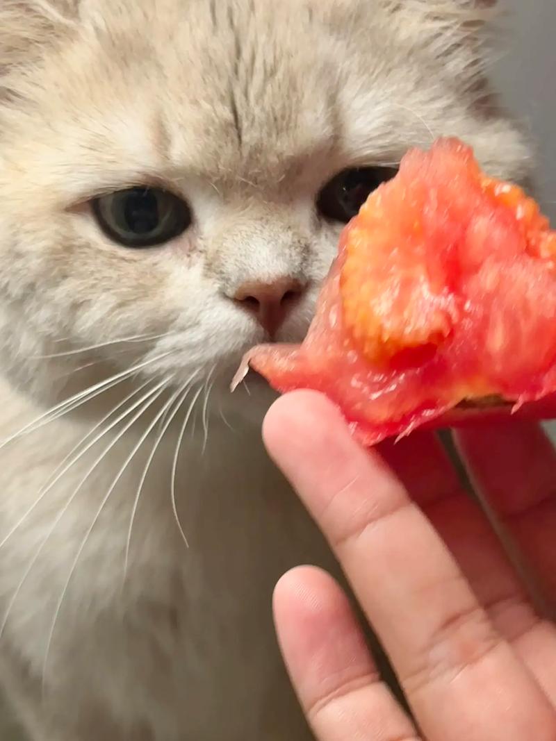 猫咪可以吃西红柿吗_猫咪可以吃西红柿吗熟的-第4张图片-后鲨宠物 猫咪可以吃西红柿吗_猫咪可以吃西红柿吗熟的-第4张图片-后鲨宠物