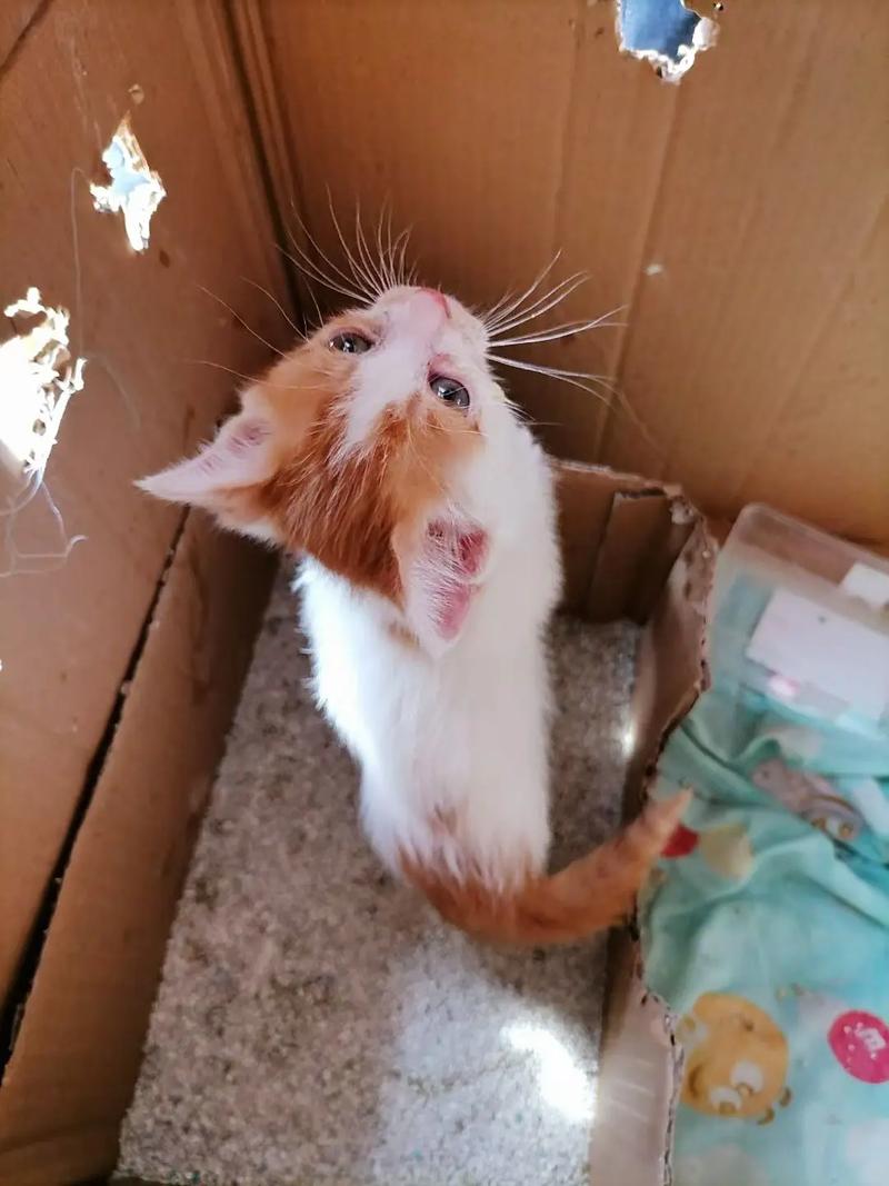 两个月猫咪多大_两个月猫咪多少岁-第4张图片-后鲨宠物 两个月猫咪多大_两个月猫咪多少岁-第4张图片-后鲨宠物