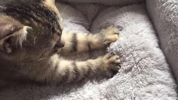 猫咪为什么喜欢踩奶_猫咪为什么喜欢踩奶还舔-第2张图片-后鲨宠物 猫咪为什么喜欢踩奶_猫咪为什么喜欢踩奶还舔-第2张图片-后鲨宠物