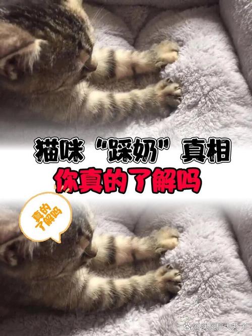 猫咪为什么喜欢踩奶_猫咪为什么喜欢踩奶还舔-第3张图片-后鲨宠物 猫咪为什么喜欢踩奶_猫咪为什么喜欢踩奶还舔-第3张图片-后鲨宠物