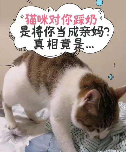 猫咪为什么喜欢踩奶_猫咪为什么喜欢踩奶还舔-第5张图片-后鲨宠物 猫咪为什么喜欢踩奶_猫咪为什么喜欢踩奶还舔-第5张图片-后鲨宠物