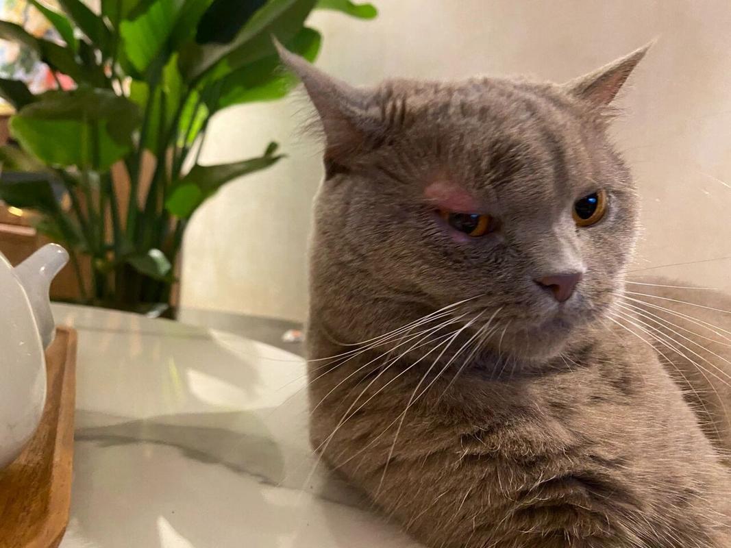 猫咪眼皮红肿怎么办_猫咪眼皮肿了怎么办-第2张图片-后鲨宠物 猫咪眼皮红肿怎么办_猫咪眼皮肿了怎么办-第2张图片-后鲨宠物