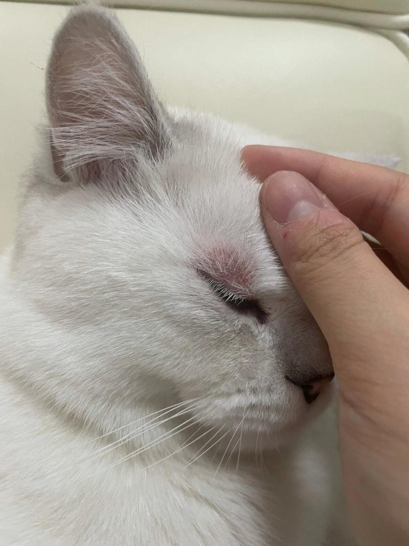 猫咪眼皮红肿怎么办_猫咪眼皮肿了怎么办-第5张图片-后鲨宠物 猫咪眼皮红肿怎么办_猫咪眼皮肿了怎么办-第5张图片-后鲨宠物