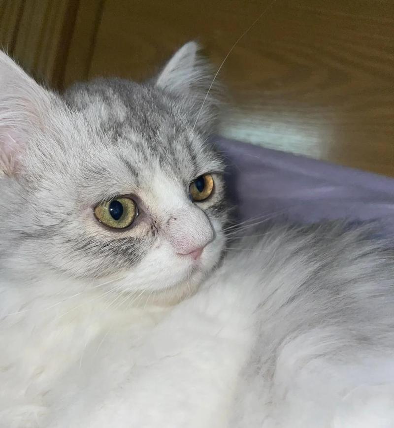 猫咪呼吸声很大,猫咪呼吸声很大像鼻塞-第1张图片-后鲨宠物 猫咪呼吸声很大,猫咪呼吸声很大像鼻塞-第1张图片-后鲨宠物