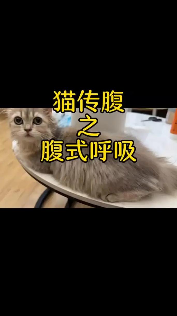 猫咪呼吸声很大,猫咪呼吸声很大像鼻塞-第2张图片-后鲨宠物 猫咪呼吸声很大,猫咪呼吸声很大像鼻塞-第2张图片-后鲨宠物