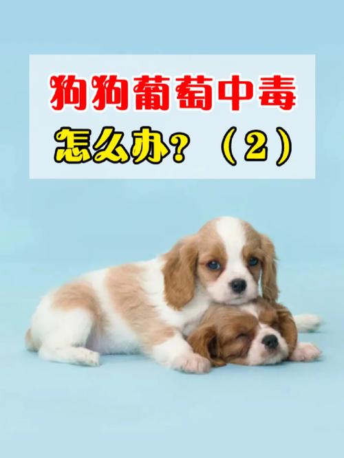 狗狗吃葡萄中毒症状,狗狗吃葡萄中毒的表现-第2张图片-后鲨宠物 狗狗吃葡萄中毒症状,狗狗吃葡萄中毒的表现-第2张图片-后鲨宠物