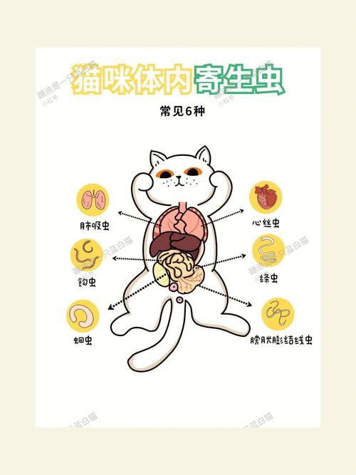猫咪体内有虫怎么办,猫咪体内有虫怎么办吃什么药?-第1张图片-后鲨宠物 猫咪体内有虫怎么办,猫咪体内有虫怎么办吃什么药?-第1张图片-后鲨宠物