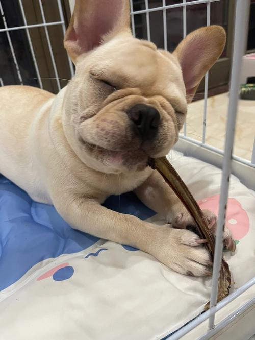 狗狗能吃茭白吗,狗狗能吃茭白吗有毒吗?-第2张图片-后鲨宠物 狗狗能吃茭白吗,狗狗能吃茭白吗有毒吗?-第2张图片-后鲨宠物