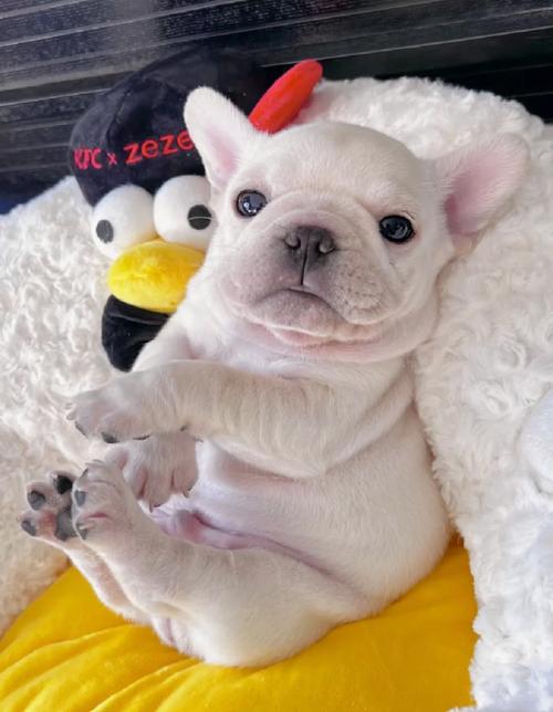 狗狗能吃茭白吗,狗狗能吃茭白吗有毒吗?-第5张图片-后鲨宠物 狗狗能吃茭白吗,狗狗能吃茭白吗有毒吗?-第5张图片-后鲨宠物