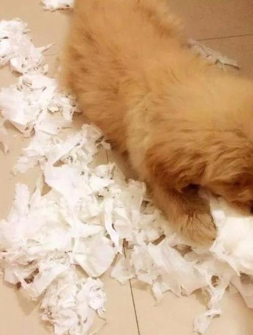 狗狗吃了纸巾怎么办,狗吃了纸巾会消化吗?-第3张图片-后鲨宠物 狗狗吃了纸巾怎么办,狗吃了纸巾会消化吗?-第3张图片-后鲨宠物