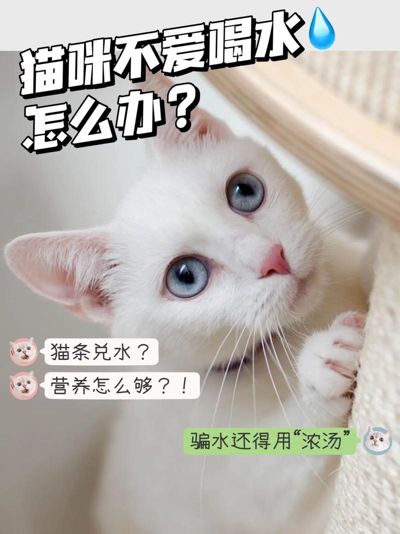 小猫咪不喝水怎么办，小猫咪不喝水怎么办?？-第4张图片-后鲨宠物