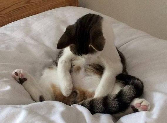 猫咪生产后多久发情,猫咪生产后多久发情?-第4张图片-后鲨宠物 猫咪生产后多久发情,猫咪生产后多久发情?-第4张图片-后鲨宠物