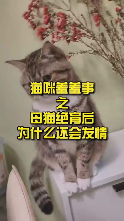 猫咪生产后多久发情,猫咪生产后多久发情?-第5张图片-后鲨宠物 猫咪生产后多久发情,猫咪生产后多久发情?-第5张图片-后鲨宠物