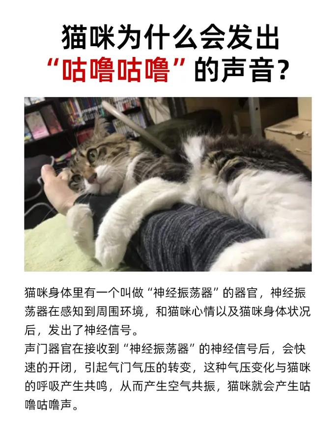猫咪对着主人叫,猫咪对着主人叫还蹭脸?-第2张图片-后鲨宠物 猫咪对着主人叫,猫咪对着主人叫还蹭脸?-第2张图片-后鲨宠物