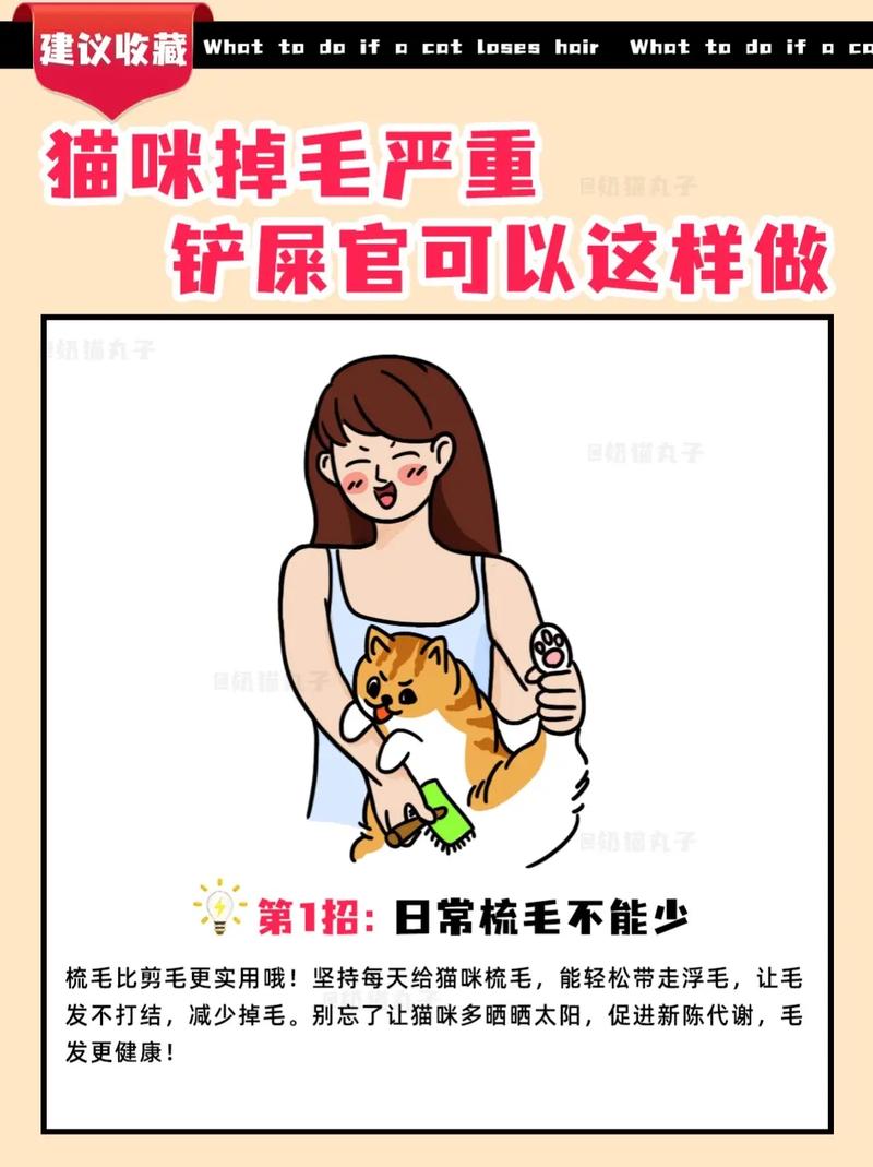 猫咪身上掉毛怎么办_猫身上脱毛怎么办-第5张图片-后鲨宠物 猫咪身上掉毛怎么办_猫身上脱毛怎么办-第5张图片-后鲨宠物