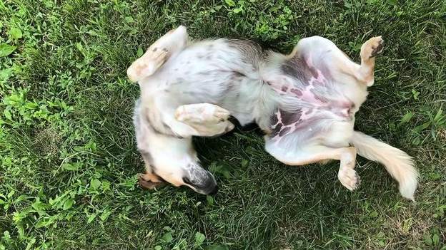 狗狗发情期能不能洗澡,狗狗发情期能不能洗澡洗头-第2张图片-后鲨宠物 狗狗发情期能不能洗澡,狗狗发情期能不能洗澡洗头-第2张图片-后鲨宠物