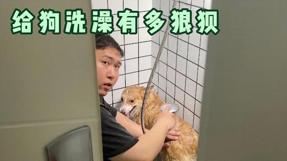 狗狗发情期能不能洗澡,狗狗发情期能不能洗澡洗头-第1张图片-后鲨宠物 狗狗发情期能不能洗澡,狗狗发情期能不能洗澡洗头-第1张图片-后鲨宠物