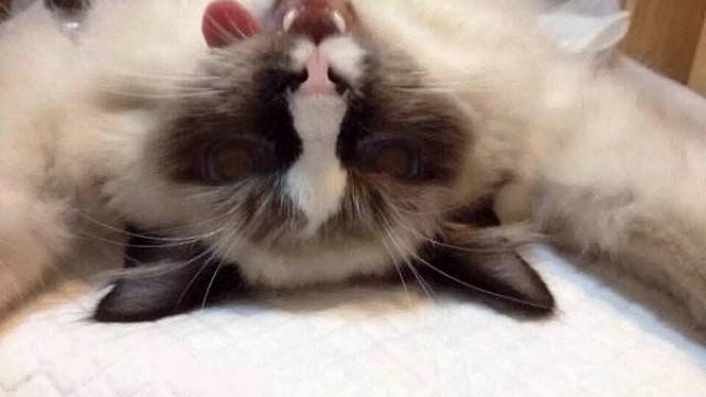 狗狗发情期能不能洗澡,狗狗发情期能不能洗澡洗头-第4张图片-后鲨宠物 狗狗发情期能不能洗澡,狗狗发情期能不能洗澡洗头-第4张图片-后鲨宠物