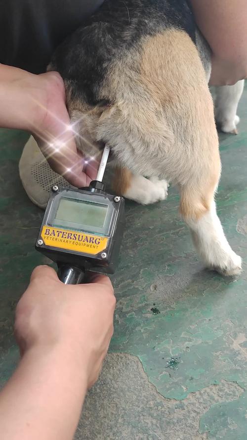 狗狗发情期能不能洗澡,狗狗发情期能不能洗澡洗头-第3张图片-后鲨宠物 狗狗发情期能不能洗澡,狗狗发情期能不能洗澡洗头-第3张图片-后鲨宠物