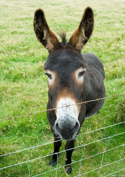 狗狗能吃驴肉吗_狗狗吃驴肉吗会怎么样-第4张图片-后鲨宠物 狗狗能吃驴肉吗_狗狗吃驴肉吗会怎么样-第4张图片-后鲨宠物