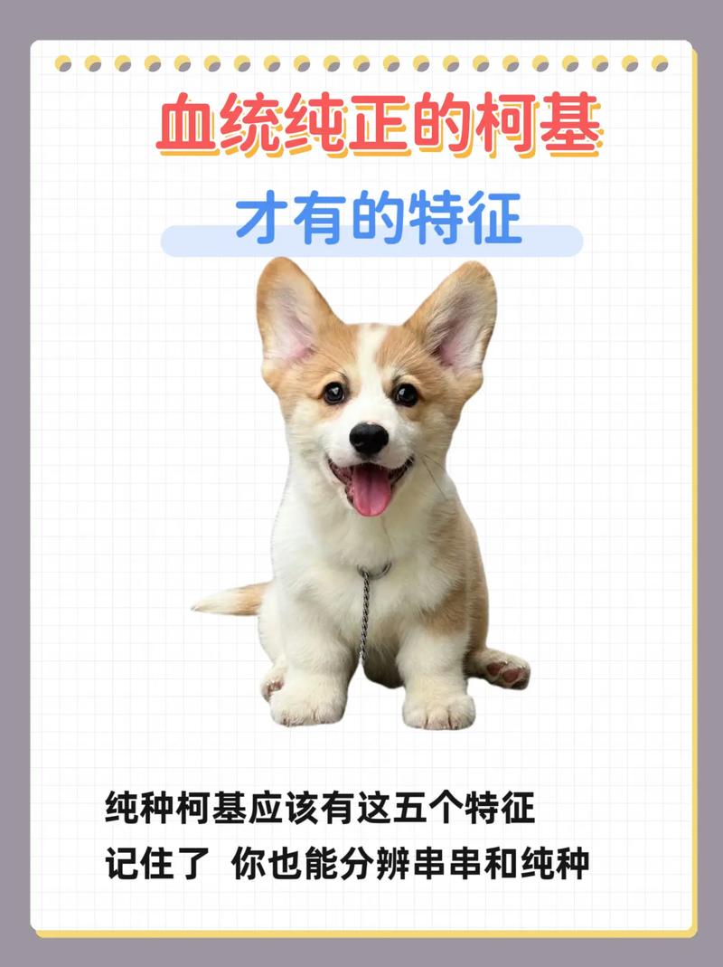 狗狗能吃驴肉吗_狗狗吃驴肉吗会怎么样-第5张图片-后鲨宠物 狗狗能吃驴肉吗_狗狗吃驴肉吗会怎么样-第5张图片-后鲨宠物