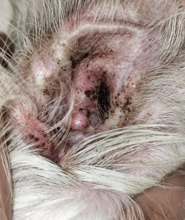 狗狗的耳螨怎么治,狗狗耳螨用碘伏很有效-第2张图片-后鲨宠物 狗狗的耳螨怎么治,狗狗耳螨用碘伏很有效-第2张图片-后鲨宠物