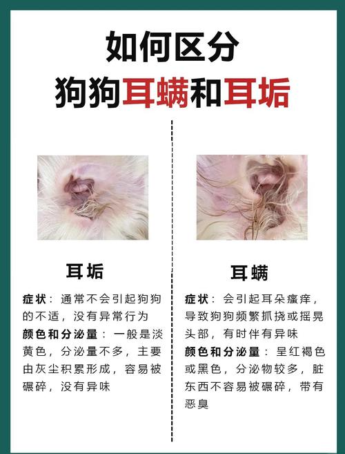 狗狗的耳螨怎么治,狗狗耳螨用碘伏很有效-第3张图片-后鲨宠物 狗狗的耳螨怎么治,狗狗耳螨用碘伏很有效-第3张图片-后鲨宠物