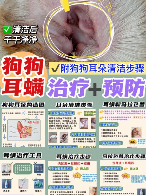 狗狗的耳螨怎么治,狗狗耳螨用碘伏很有效-第4张图片-后鲨宠物 狗狗的耳螨怎么治,狗狗耳螨用碘伏很有效-第4张图片-后鲨宠物