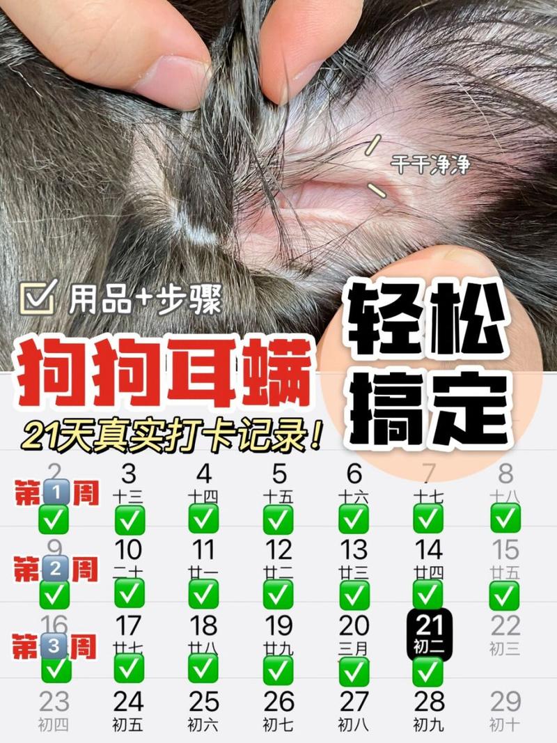 狗狗的耳螨怎么治,狗狗耳螨用碘伏很有效-第5张图片-后鲨宠物 狗狗的耳螨怎么治,狗狗耳螨用碘伏很有效-第5张图片-后鲨宠物