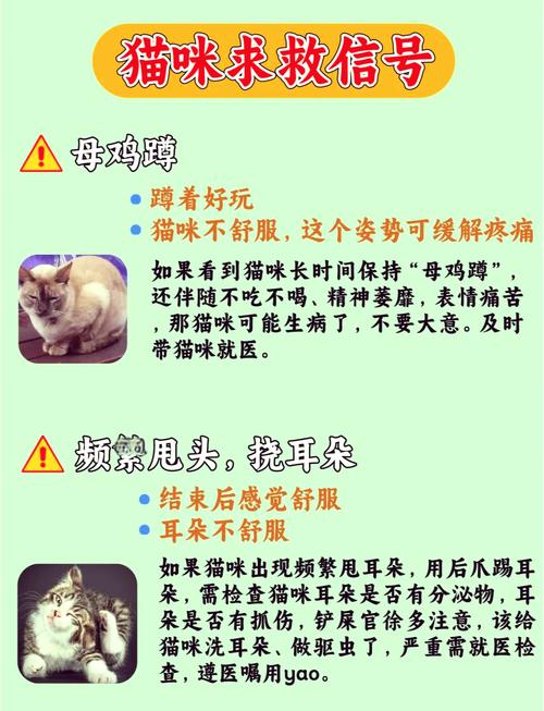 猫猫口臭怎么办,猫咪口臭咋整-第2张图片-后鲨宠物 猫猫口臭怎么办,猫咪口臭咋整-第2张图片-后鲨宠物