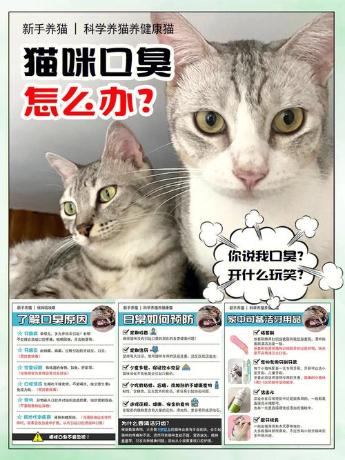 猫猫口臭怎么办,猫咪口臭咋整-第5张图片-后鲨宠物 猫猫口臭怎么办,猫咪口臭咋整-第5张图片-后鲨宠物