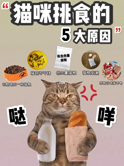 猫咪不爱吃猫粮怎么办,猫咪不爱吃猫粮怎么办呀?-第1张图片-后鲨宠物 猫咪不爱吃猫粮怎么办,猫咪不爱吃猫粮怎么办呀?-第1张图片-后鲨宠物