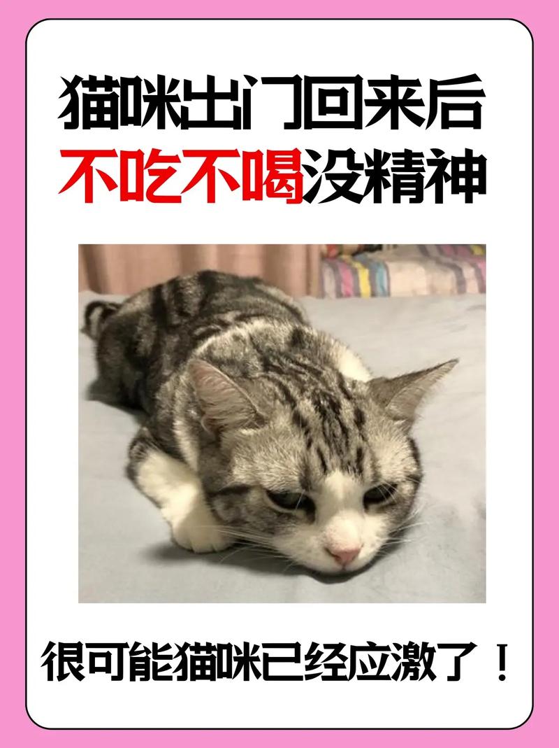  猫咪没有食欲精神不振，猫咪没有食欲精神不振怎么回事-第1张图片-后鲨宠物