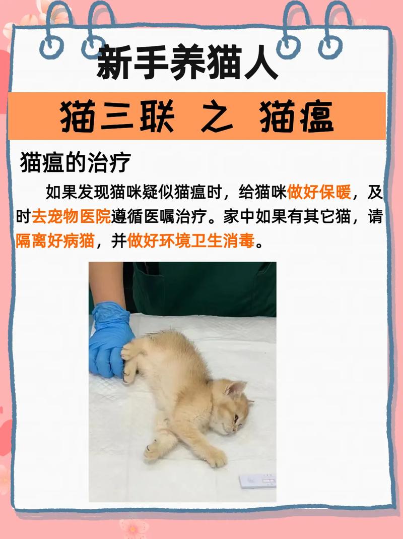  猫咪没有食欲精神不振，猫咪没有食欲精神不振怎么回事-第3张图片-后鲨宠物