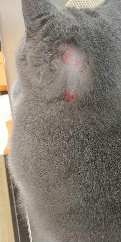 猫咪打架受伤了怎么办_猫咪打架受伤了用什么消炎药-第1张图片-后鲨宠物 猫咪打架受伤了怎么办_猫咪打架受伤了用什么消炎药-第1张图片-后鲨宠物