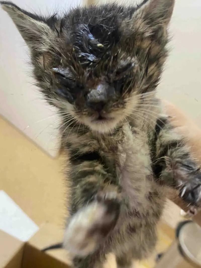 猫咪打架受伤了怎么办_猫咪打架受伤了用什么消炎药-第2张图片-后鲨宠物 猫咪打架受伤了怎么办_猫咪打架受伤了用什么消炎药-第2张图片-后鲨宠物