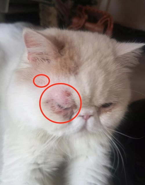 猫咪打架受伤了怎么办_猫咪打架受伤了用什么消炎药-第5张图片-后鲨宠物 猫咪打架受伤了怎么办_猫咪打架受伤了用什么消炎药-第5张图片-后鲨宠物