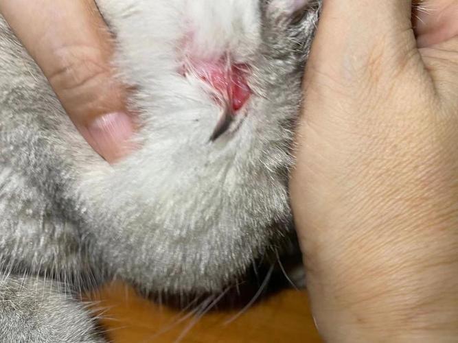 猫咪打架受伤了怎么办_猫咪打架受伤了用什么消炎药-第6张图片-后鲨宠物 猫咪打架受伤了怎么办_猫咪打架受伤了用什么消炎药-第6张图片-后鲨宠物